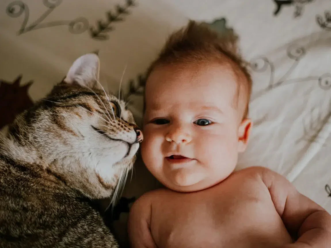 Chat et bébé : mini-guide pour une rencontre réussie 😸