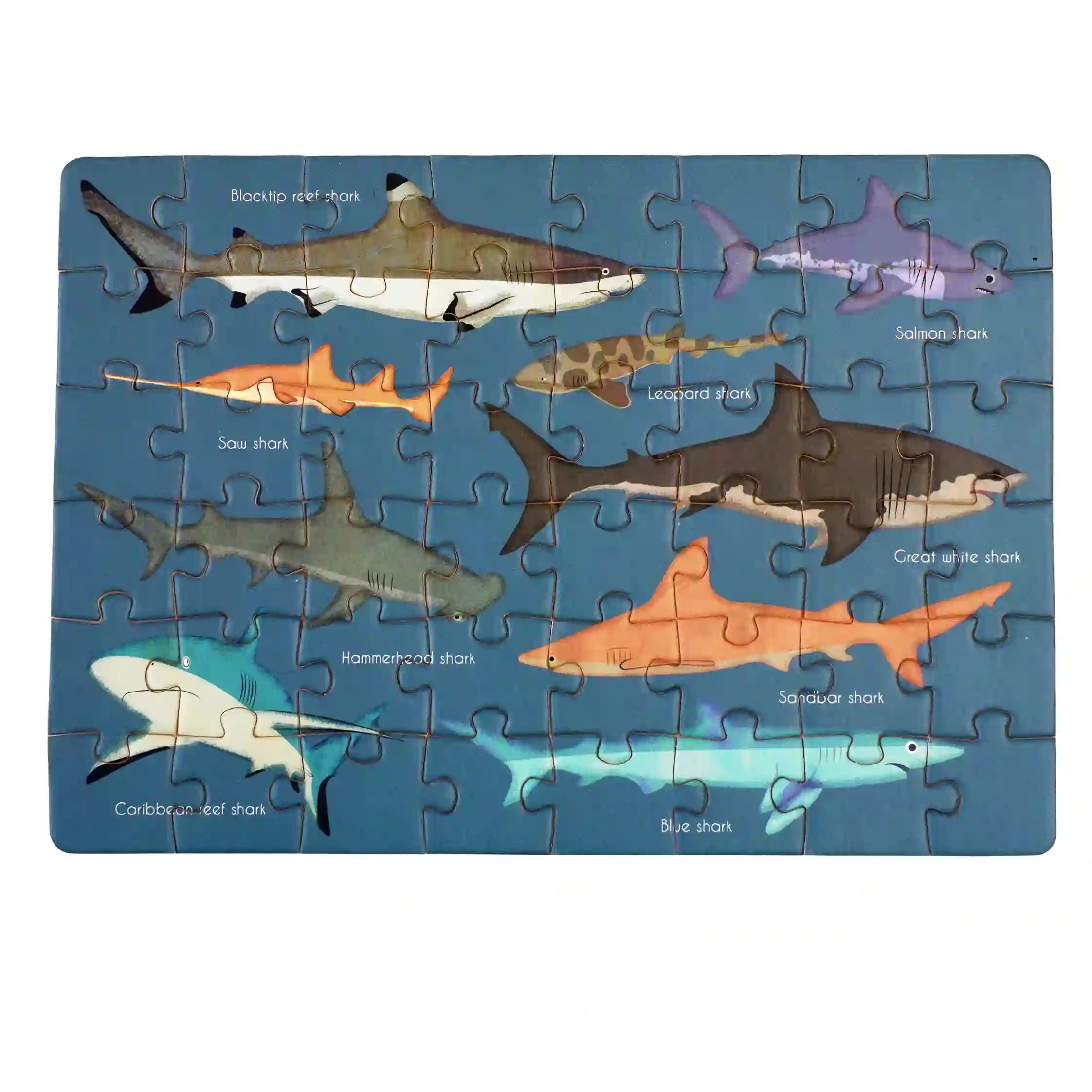 Rex london - Puzzle boîte d'allmettes requin